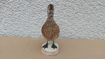 Eend Taxidermie volledige montage - Ringed teal - 30 cm - 30, Nieuw