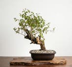 Bonsai of Granaatappel - Hoogte (boom): 65 cm - Diepte