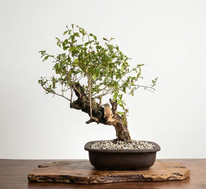 Bonsai of Granaatappel - Hoogte (boom): 65 cm - Diepte, Antiek en Kunst, Curiosa en Brocante