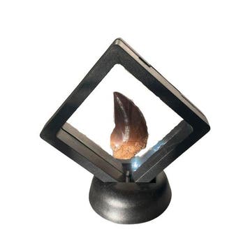 Mosasaure - Dent fossile - 45 mm - 29 mm (Sans prix de