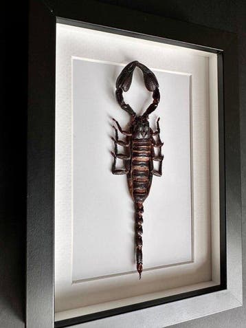Scorpion Support de corps entier pour taxidermie - Scorpion
