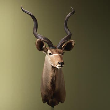Koedoe Taxidermie Opgezette Dieren By Max, Ophalen of Verzenden, Nieuw, Wild dier, Opgezet dier