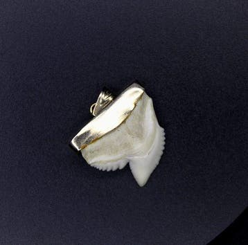 Pendentif dent de requin-tigre Dent - Galeocerdo cuvier -