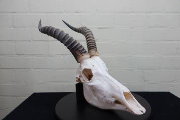Blesbok Schedel - Damaliscus pygargus phillipsi - 0 cm - 0, Collections