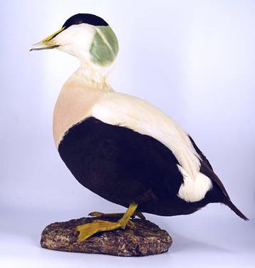 Edredone Taxidermie volledige montage - Somateria mollissima, Nieuw