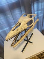 Zeereptiel - Fossiele schedel - Mosasaurus sp. - 22 cm - 28