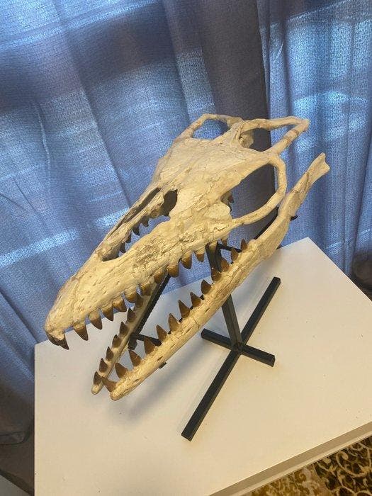 Zeereptiel - Fossiele schedel - Mosasaurus sp. - 22 cm - 28, Collections, Minéraux & Fossiles