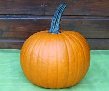 Hermes F1 PMT halloweenpompoen 50 zaden, Nieuw