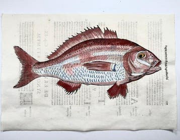 Aldrovandi; Fish, Red Porgy - Folio with hand coloured