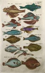 Matthäus Merian (1593-1650) - hand coloured engraving: