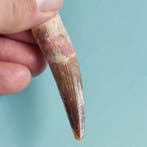 Spinosaurus - Fossiele tand - 72 mm - 18 mm