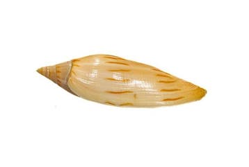 Zeldzaam Amoria maculata f. isabella XL | Zeldzame