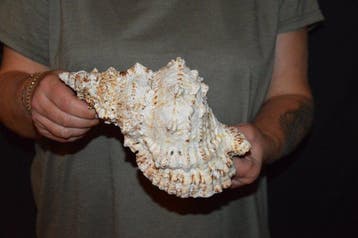 Escargot de mer Coquillage marin - S-604 TUTUFA BUBO (Sans, Nieuw