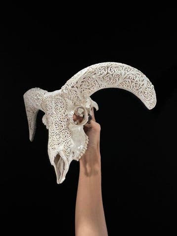 PRIX SANS RÉSERVE - Crâne de bélier blanc sculpté avec les