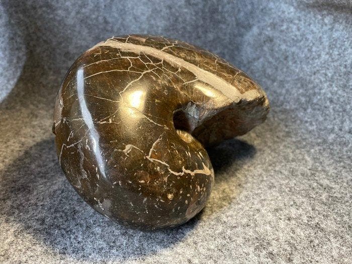 Ammoniet - Gefossiliseerde schelp - Cenoceras Belmontense -, Collections, Minéraux & Fossiles