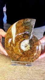 Ammonite - Animal fossilisé - Aioloceras (Cleoniceras) sp. -