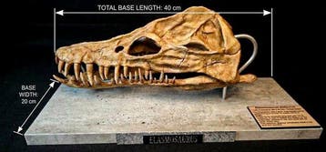 Elasmosaurus-schedelreplika 40 cm - Fossiele schedel