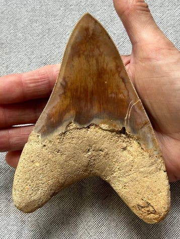 Groot Megalodon-tand van 13,6 cm - Fossiele tand -