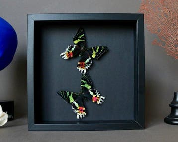 Vlinder Taxidermie volledige montage - Urania ripheus - 23, Verzamelen, Nieuw