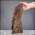 Natuurlijk feeënhout-kristalliseerd versteend hout uit