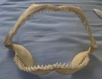 Haai Kaak - carcharinus - 25 cm - 40 cm - 15 cm - (1)