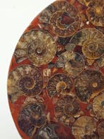 Ammoniet - Gefossiliseerd dier - Aioloceras (Cleoniceras)