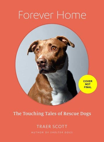 Forever Home 9781648960697 Traer Scott, Verzenden, Traer Scott