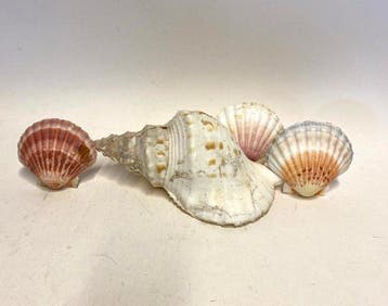 Conque Coquillage marin - N x (Sans prix de réserve)