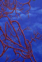 Paco Guzmán - Meditación orgánica - No reserve