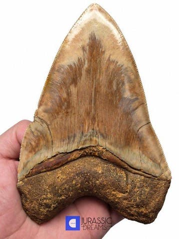 Enorme 14 cm Megalodon-tand van edelsteenkwaliteit uit een, Verzamelen