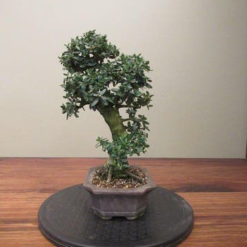 Olea europaea sylvestris - Hoogte (boom): 28 cm - Diepte