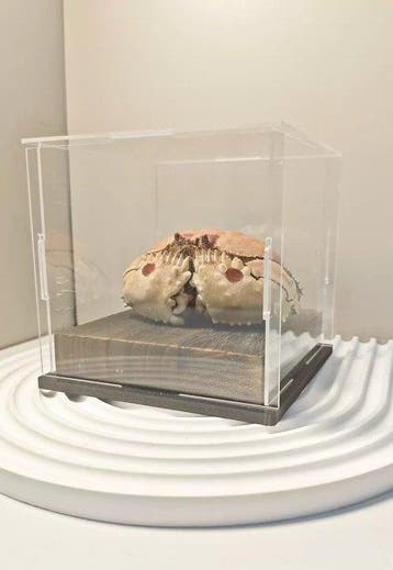 Beschaamde Krab Taxidermie volledige montage - Calappa