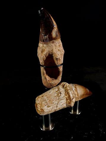 twee enorme tanden met wortel - Fossiele tand - mosasaurus -, Nieuw
