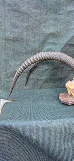 Hippotrague noir Taxidermie wandmontage - Hippotragus niger, Collections, Collections Animaux