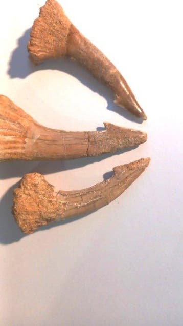 Fossiel - Fossiele tanden - Onchopristis numidus, Dipterus