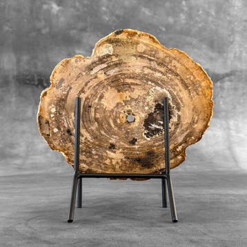 Magnifique tranche de bois pétrifié sur un socle