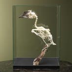 Trompetneushoornvogel V Skelet, Ophalen of Verzenden, Nieuw, Vogel, Opgezet dier