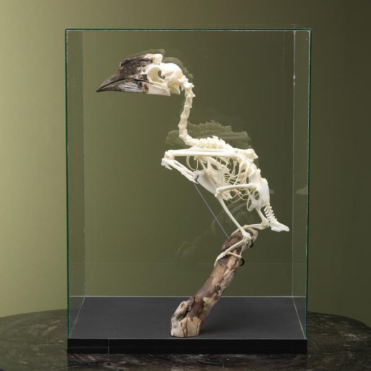 Trompetneushoornvogel V Skelet, Verzamelen, Dierenverzamelingen, Opgezet dier, Nieuw, Vogel, Ophalen of Verzenden