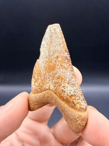 Mégalodon - Dent fossile - Carcharocles megalodon - 5.5 cm, Verzamelen