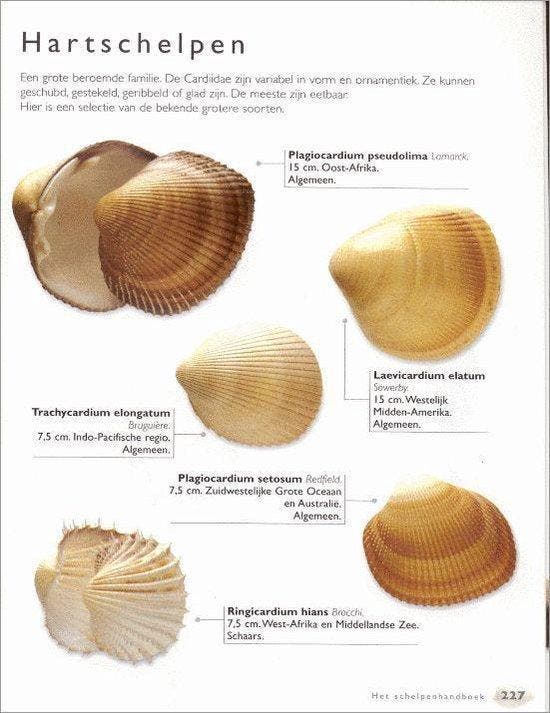 SCHELPENHANDBOEK 9789061139805 K. Wye, Boeken, Overige Boeken, Gelezen, Verzenden