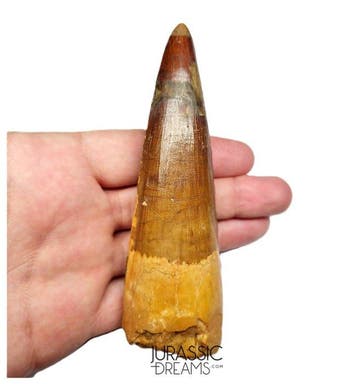 Dent de dinosaure Spinosaurus énorme et enracinée – Crétacé,