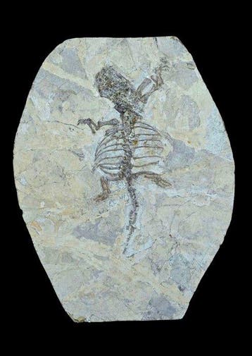 Dinosaure rare - Animal fossilisé - Liaoningosaurus