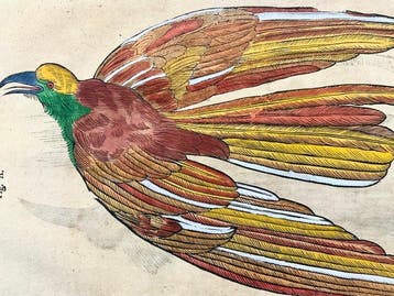 Conrad Gessner [1516-1565]; folio with 2 woodcuts -