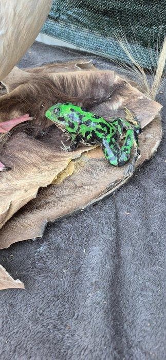 Ross gans met Grenouille Rousse - Taxidermie wandmontage -