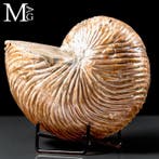 Cymatoceras sp. - Fossiele Nautilus uit Madagaskar –, Verzamelen