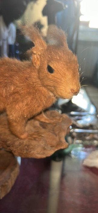 Eekhoorn Taxidermie volledige montage - Sciurus vulgaris -