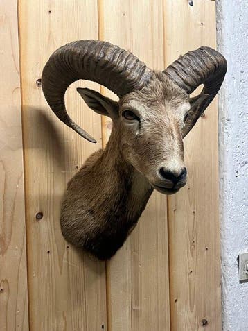 Mouflon Taxidermie schoudermontage - Ovis-gmelini - 50 cm -
