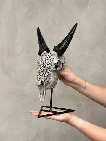 PAS DE PRIX DE RÉSERVE - Crâne de chèvre gris authentique, Antiek en Kunst