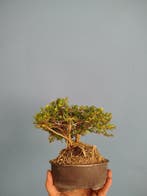 bonsai van kamperfoelie - Hoogte (boom): 15 cm - Diepte
