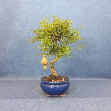 Dwerg granaatappel bonsai (Punica granatum) - Hoogte (boom):
